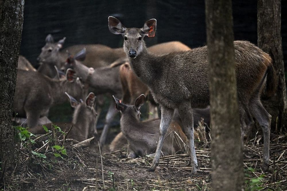 En Thaïlande, des proies lâchées dans la jungle pour sauver les tigres