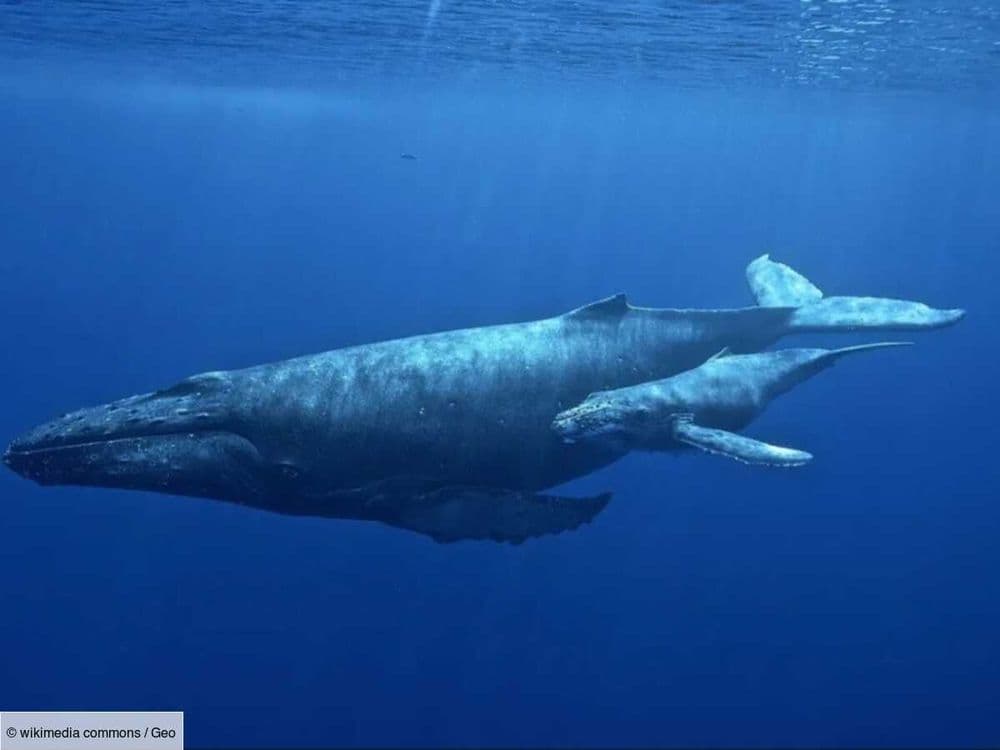 Une vidéo extraordinaire montre une baleine à bosse sauver son bébé d'une attaque d'orques