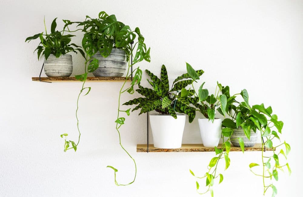 6 plantes d’intérieur pour une suspension décorative