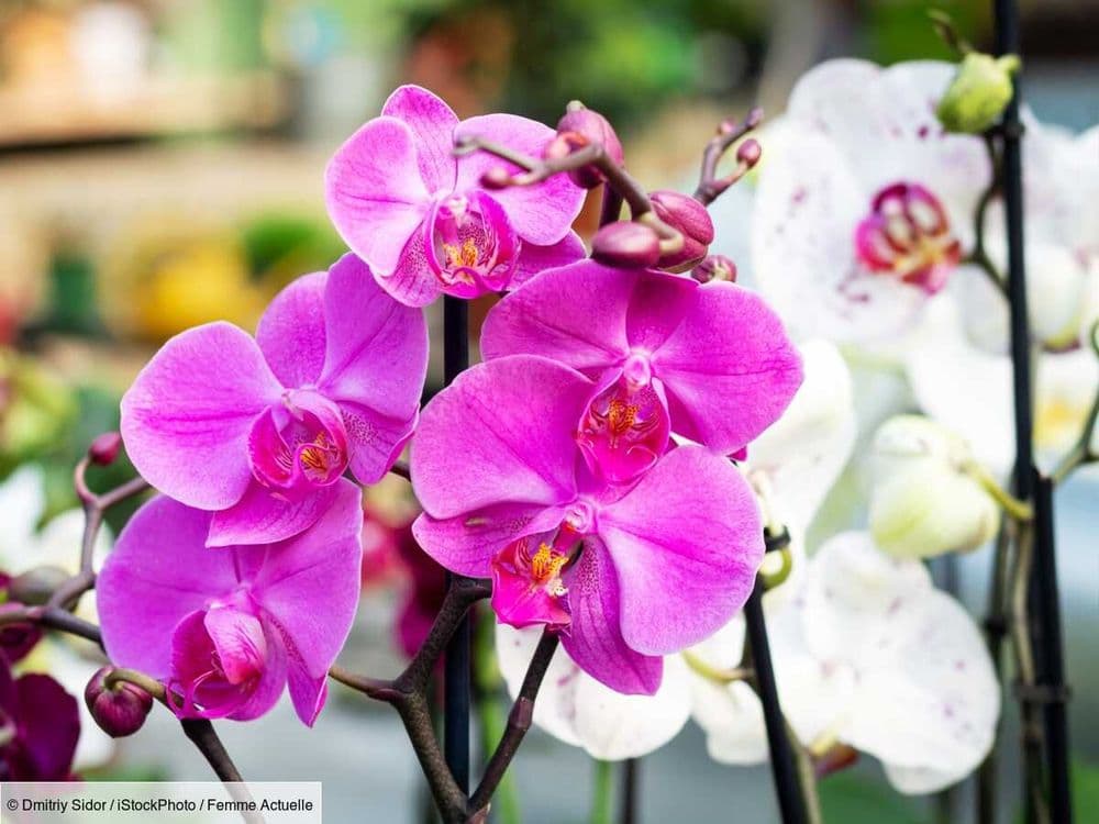 Quelle terre pour rempoter une orchidée ?