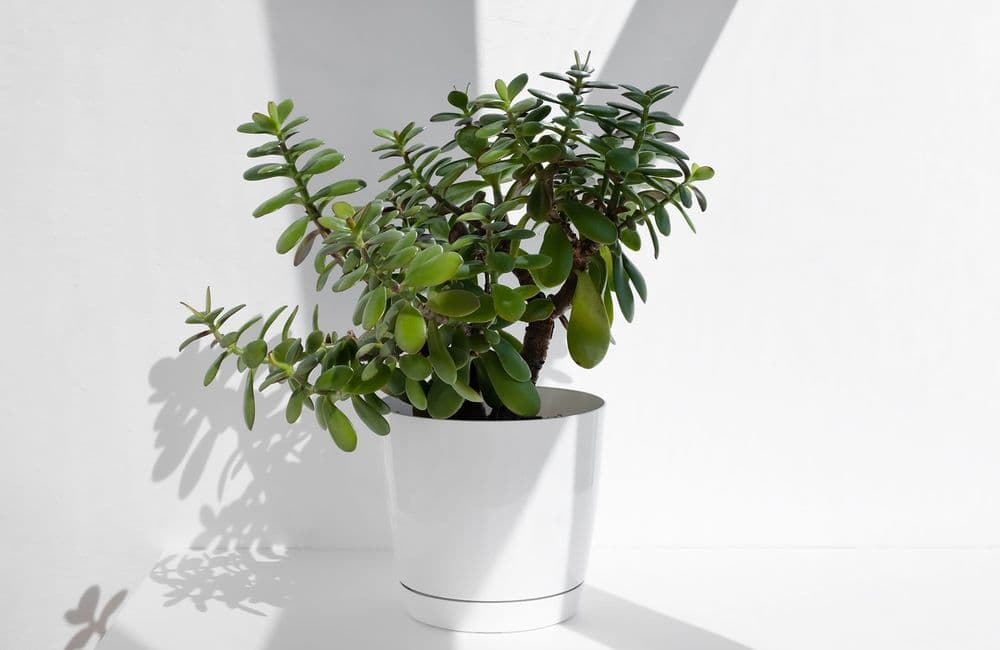 Cette plante est parfaite pour attirer la chance et la prospérité