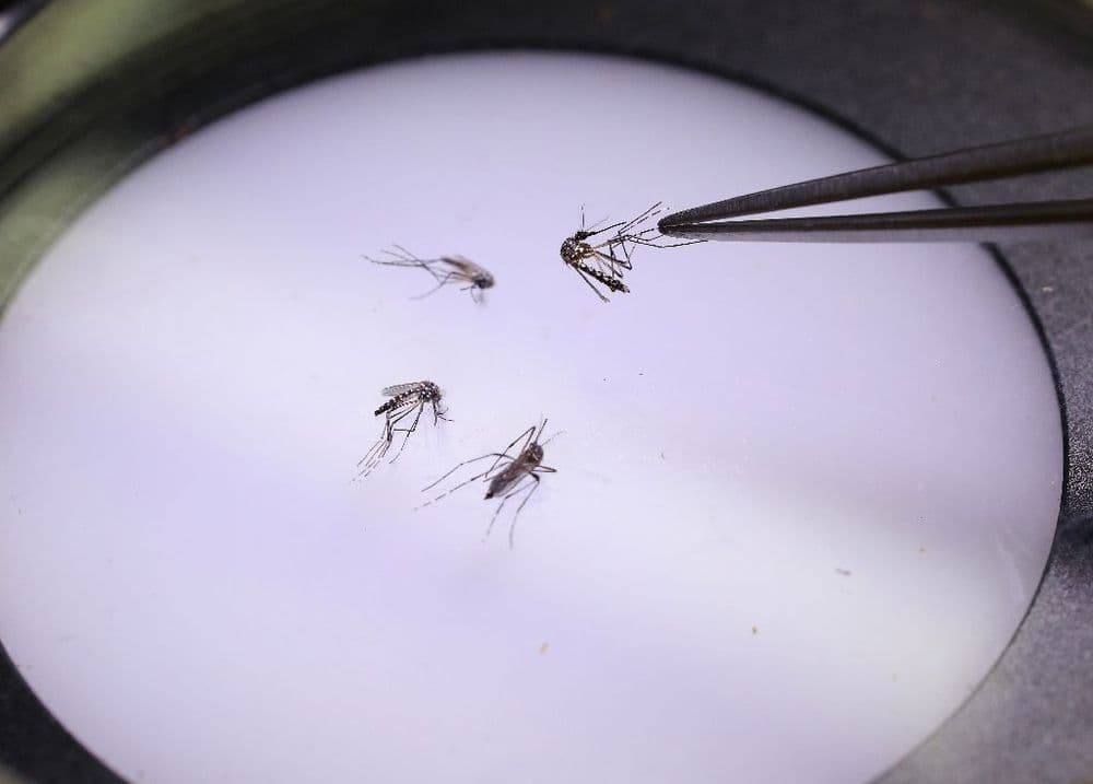 L’épidémie de dengue est déclarée en Guadeloupe