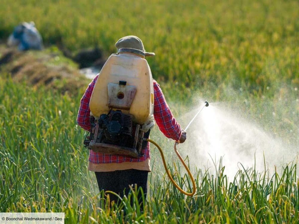 Pesticides: les députés franchissent la "ligne rouge" en autorisant à nouveau un produit interdit