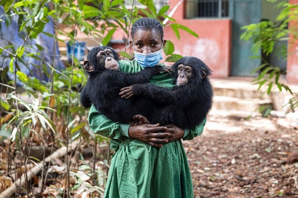 En Sierra Leone, un sanctuaire pour les chimpanzés menacé par l'alarmante déforestation