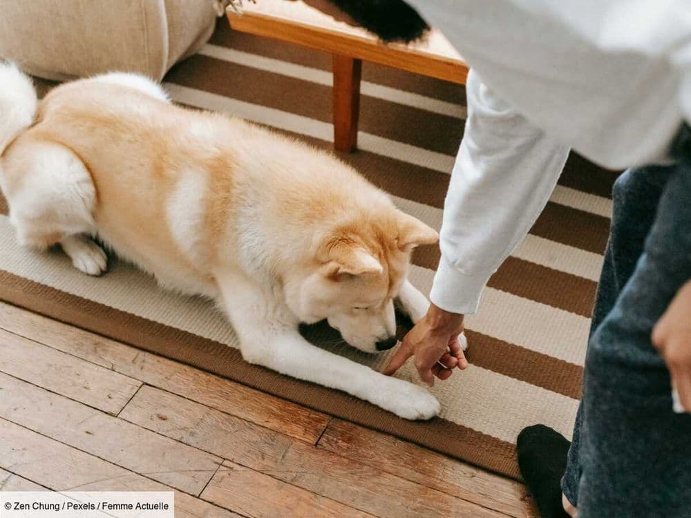 5 astuces pour retirer les poils des chats et chiens d’un tapis
