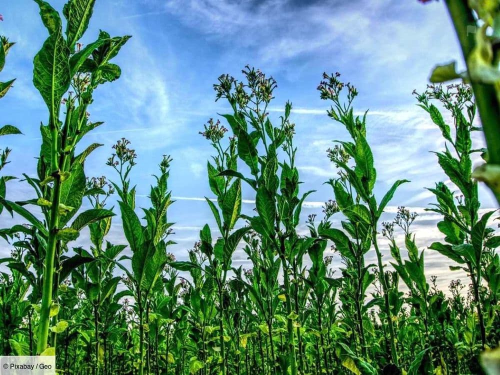 Le tabac, une herbe sacrée qui n'est plus en odeur de sainteté