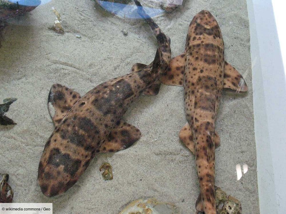 Mystère en aquarium: un bébé requin vient au monde dans un bassin 100 % féminin
