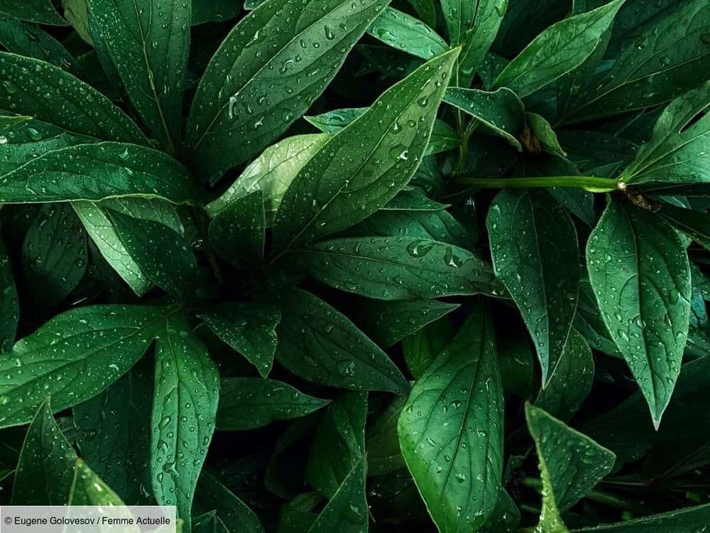 Conseils pour bien utiliser les billes d’argile dans ses plantes vertes