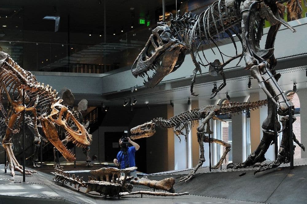 Des enfants américains découvrent un jeune tyrannosaure en se promenant