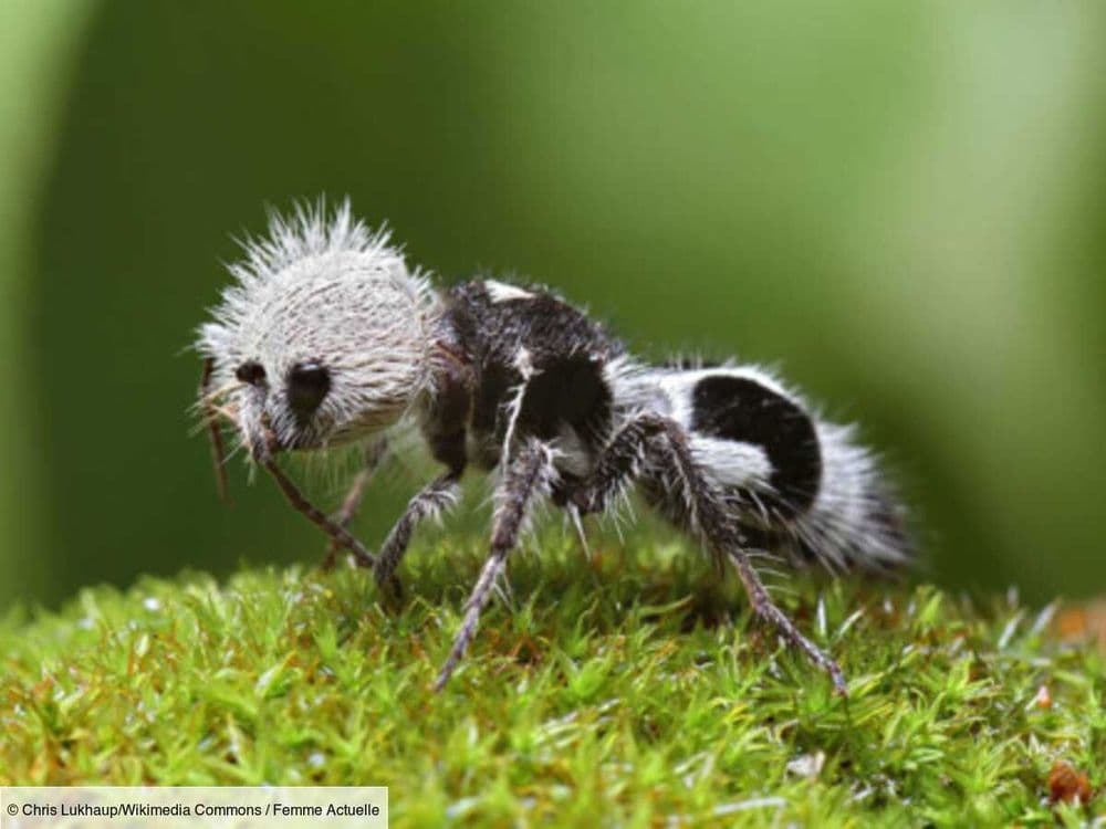 Qu’est-ce que la fourmi-panda, cet insecte redoutable mi-guêpe mi-fourmi et dont la piqûre est très douloureuse ?