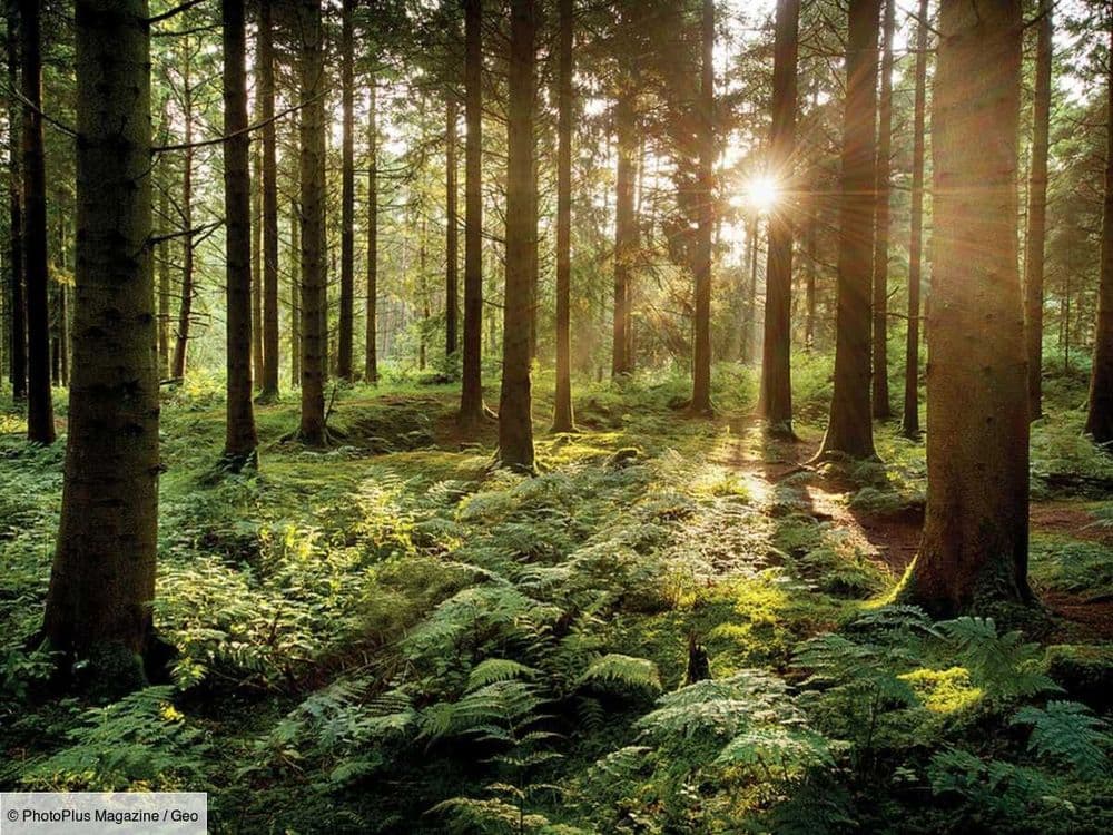 La communication secrète des forêts: selon une étude, les vieux arbres préviennent les jeunes du danger