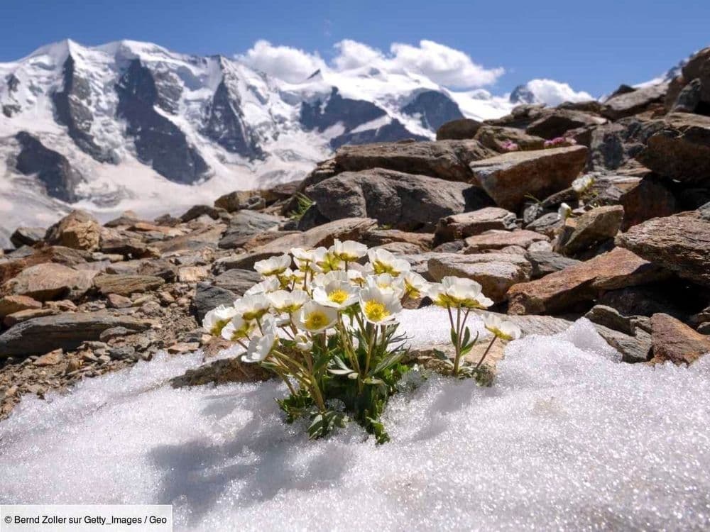 Existe-t-il réellement des "escalators vers l'extinction" en montagne?