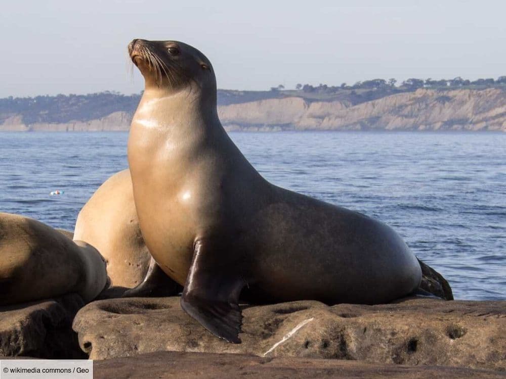 L'Œil de GEO: un lion de mer "féroce, presque démoniaque" a attaqué un surfeur en Californie