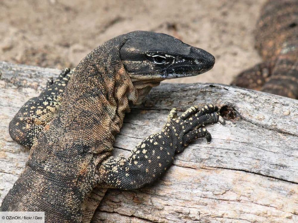 En Australie, des lézards géants aident les moutons à ne pas être dévorés vivants