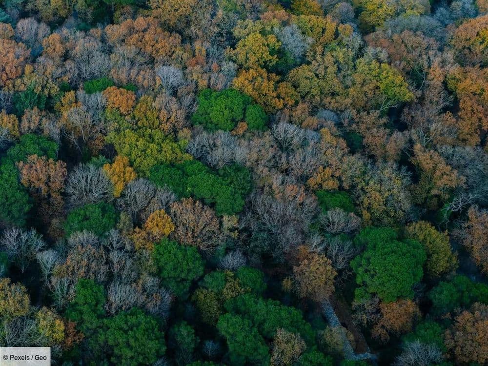 5 choses à savoir sur la 'timidité des arbres', ce phénomène qui intrigue les scientifiques
