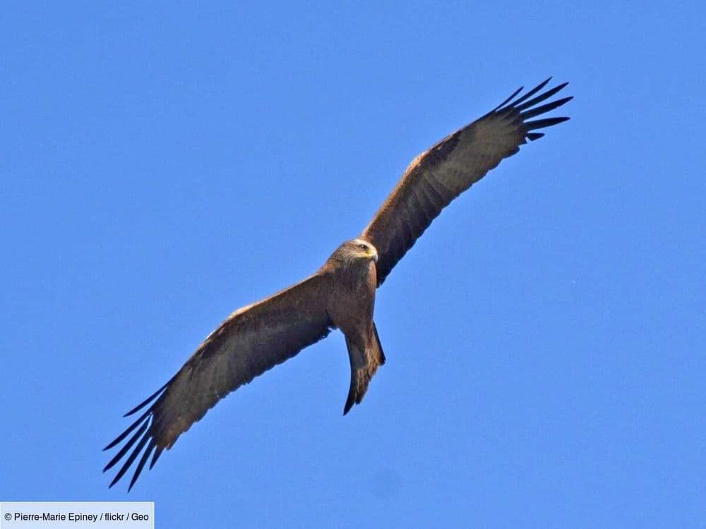 "Firehawks": le vrai-faux mystère des rapaces en Australie qui allument volontairement des incendies
