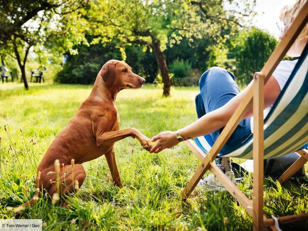 Adoptions en baisse à la SPA: pourquoi les chiens sont-ils les plus touchés?