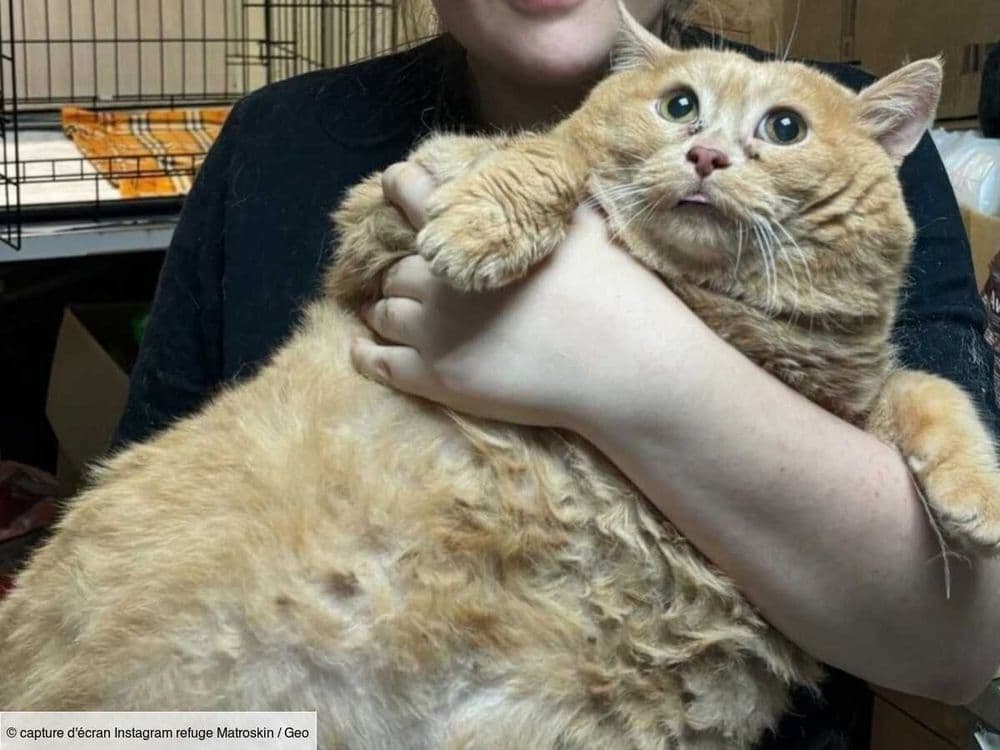 En Russie, un chat obèse mis au régime rate son évasion… et se retrouve coincé entre des barreaux
