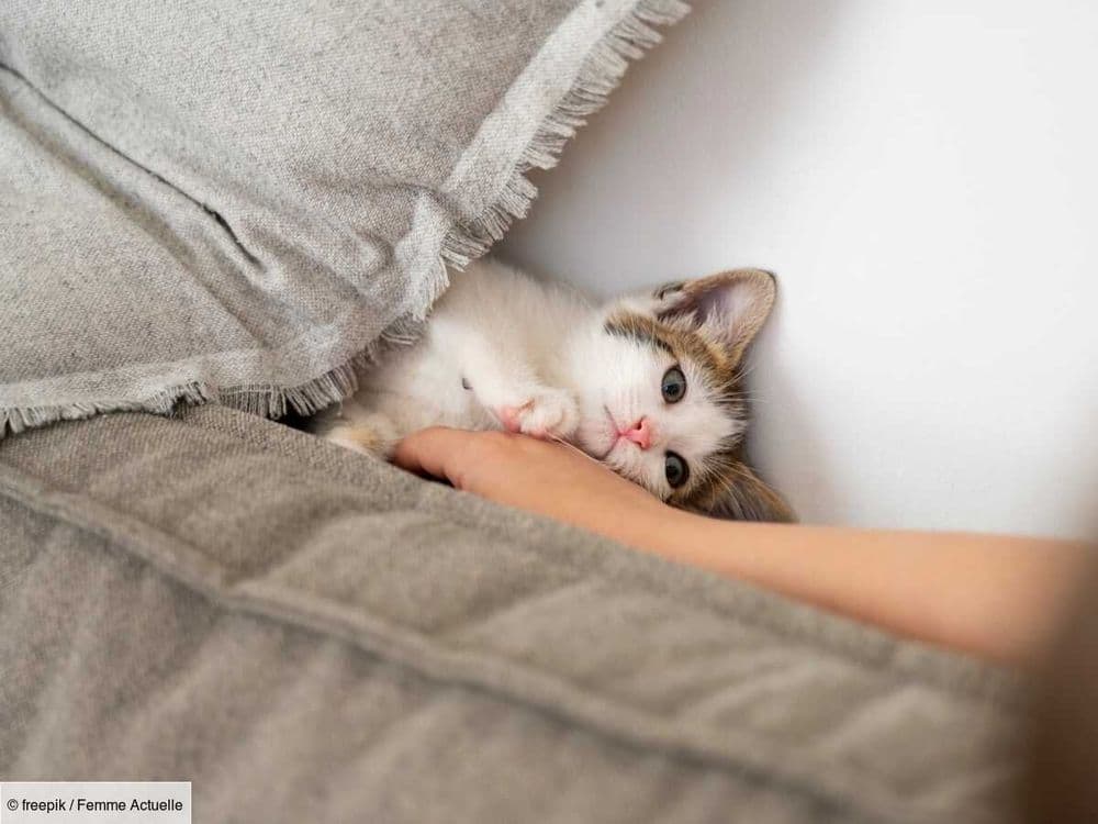 Quel budget prévoir pour adopter un chaton ?