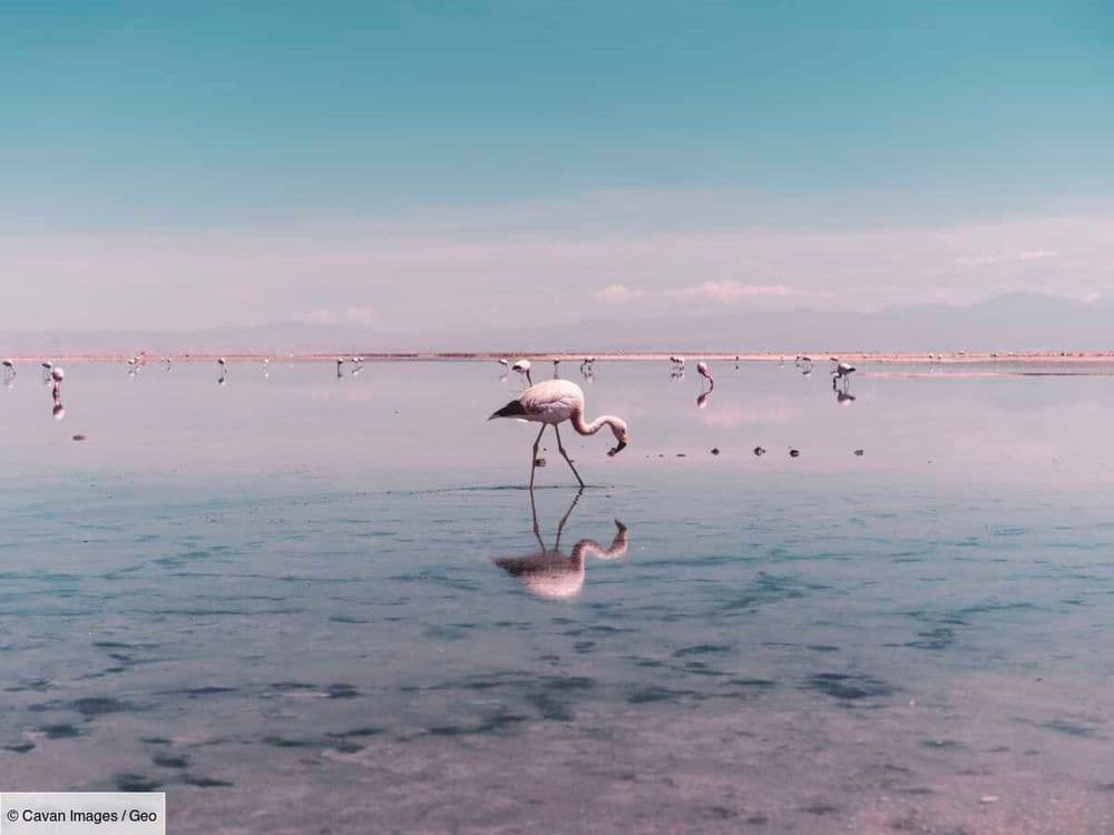 Dans l'eau, les flamants roses effectuent un étrange pas de danse. Sa finalité est mortelle