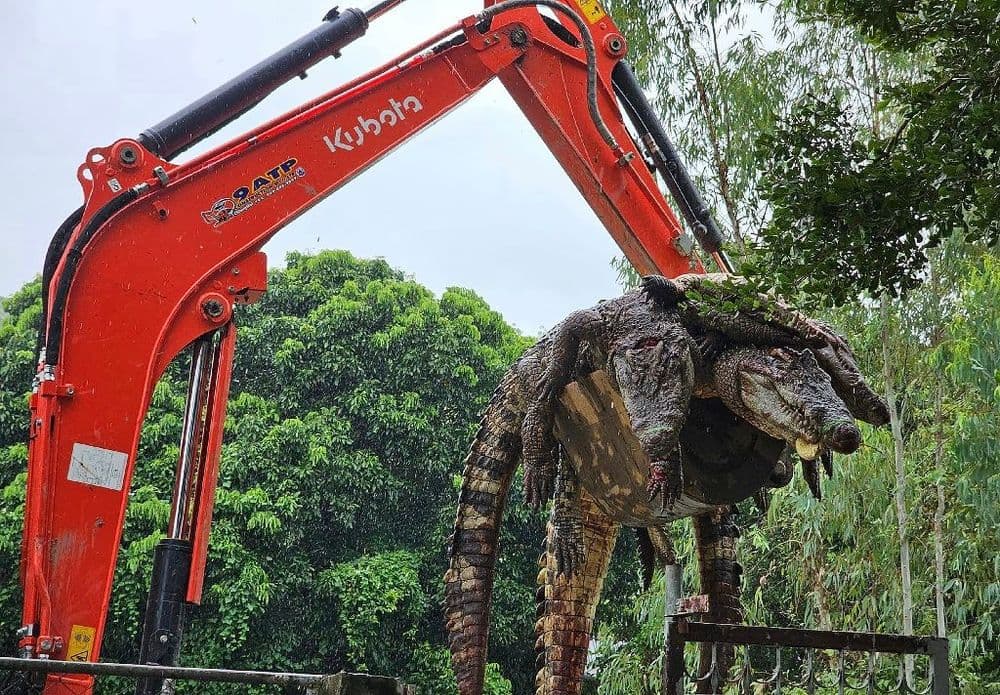 Thaïlande: 125 crocodiles abattus par crainte qu'ils ne s'échappent durant les crues