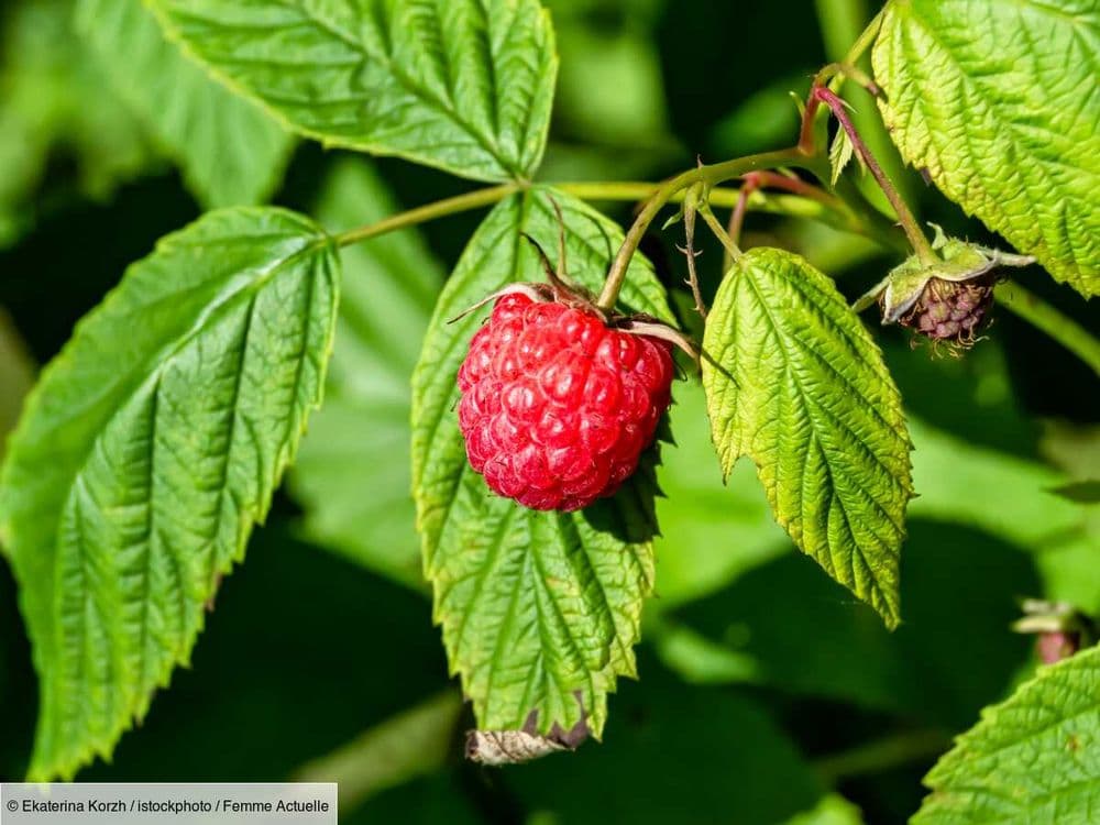 Quand et comment planter un framboisier ?