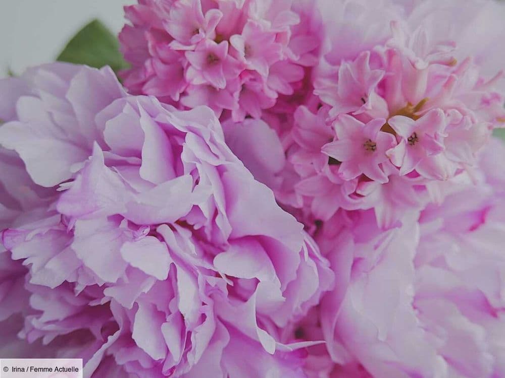 Peut-on faire refleurir une jacinthe ?
