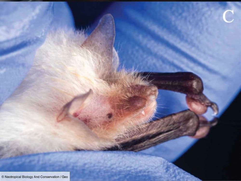 L'Œil de GEO: une chauve-souris blanche extrêmement rare intrigue les scientifiques