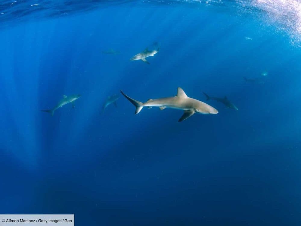 Parthénogenèse : des femelles requins font des petits toutes seules en Italie