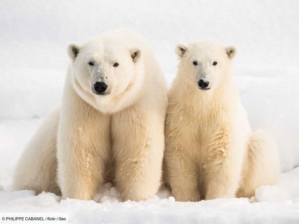 "Un ours blanc à quelques centimètres de moi": 3 questions à Christian Kempf, explorateur polaire