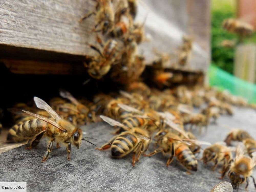 Le Chiffre de GEO: 14 millions d’abeilles en fuite sèment la panique aux États-Unis