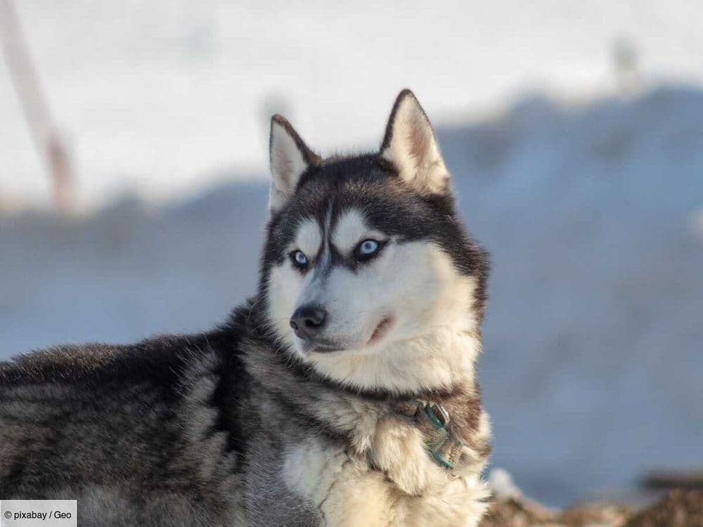 Votre chien est-il plus intelligent que la taille de son cerveau le laisse penser?