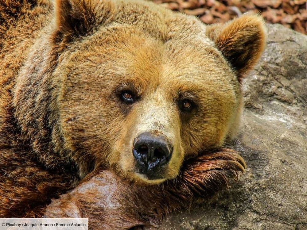 Connaissez-vous le grolar ? Voici pourquoi ce nouvel ours hybride qui inquiète les scientifiques