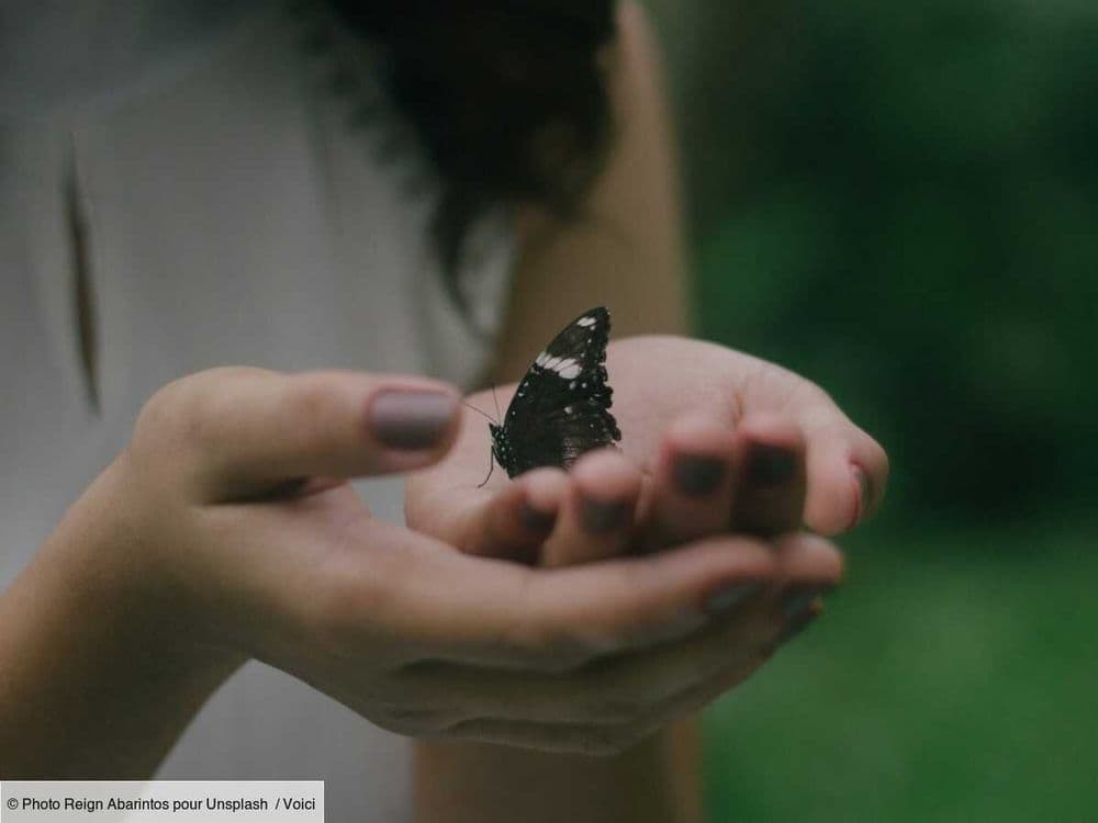 Signe et synchronicité : quelle est la signification du papillon blanc ?