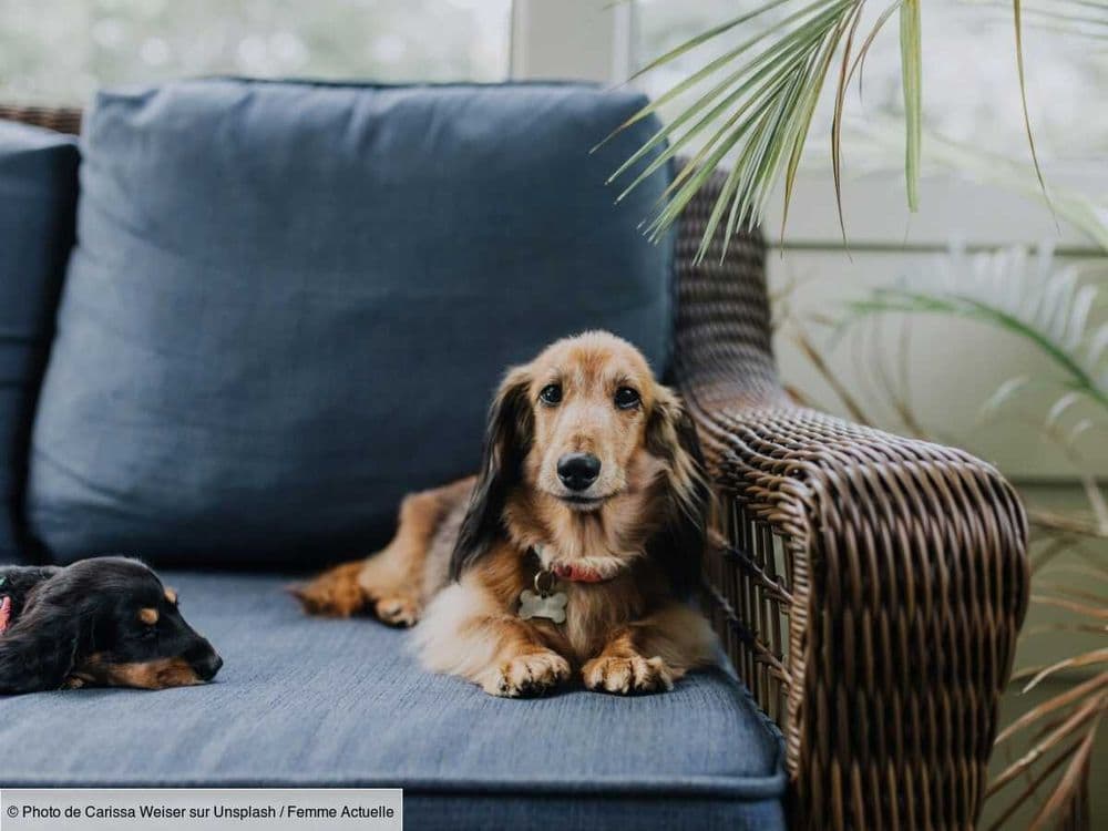 Quelles sont les meilleures races de chiens pour vivre en appartement ?