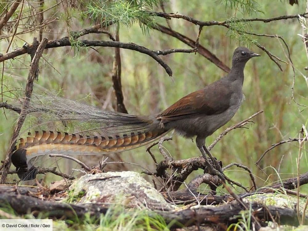 L'oiseau-lyre, un incroyable oiseau d'Australie qui suralimente ses proies avant de s'en nourrir