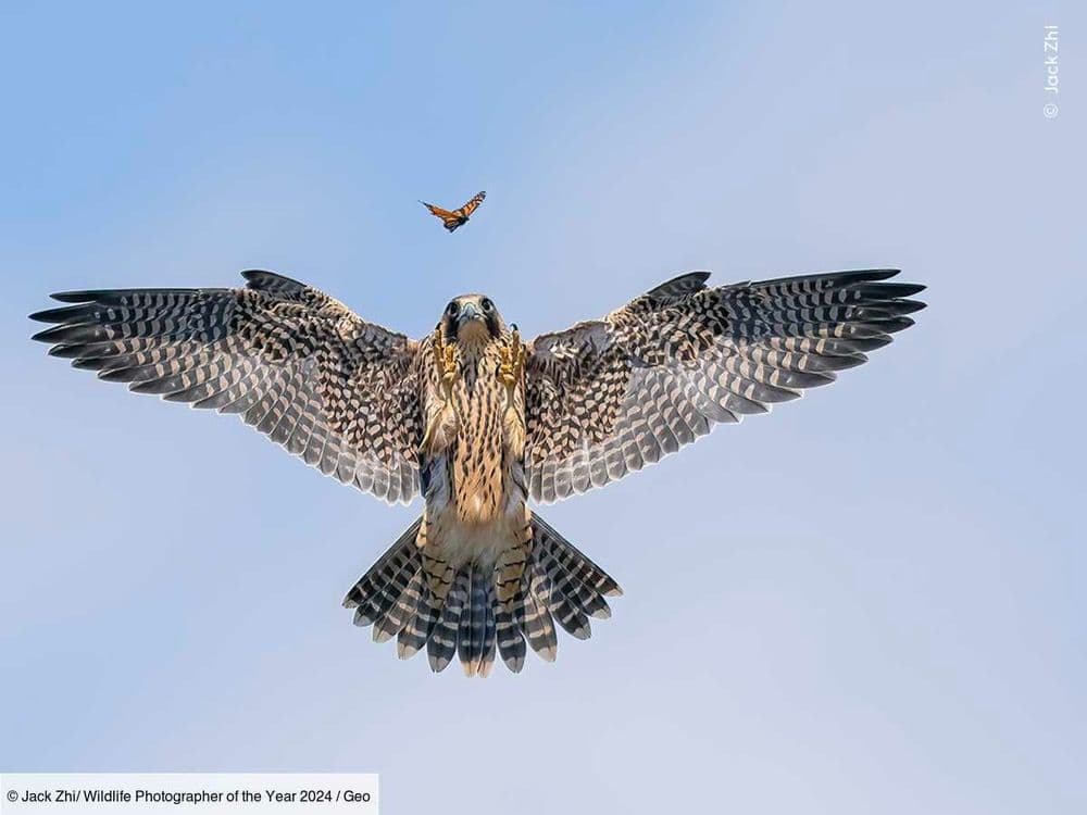 Les magnifiques clichés gagnants du "Wildlife Photographer of the Year" 2024