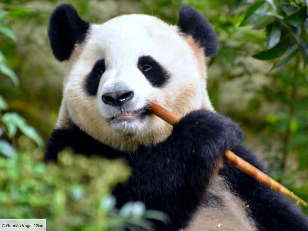 Pour nourrir ses pandas au palais délicat, le zoo du Smithsonian se plie en quatre