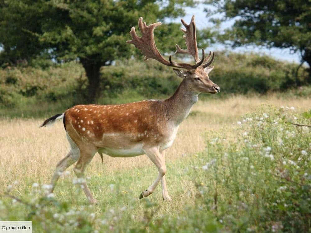 La maladie du cerf zombie pourrait-elle contaminer les humains? Les scientifiques alertent