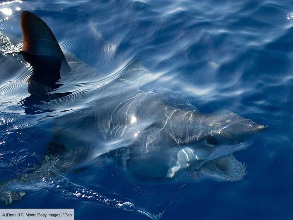 Exploration d'une créature mythique : le requin géant des eaux californiennes, un monstre de plus de 3 mètres et 500 kilos