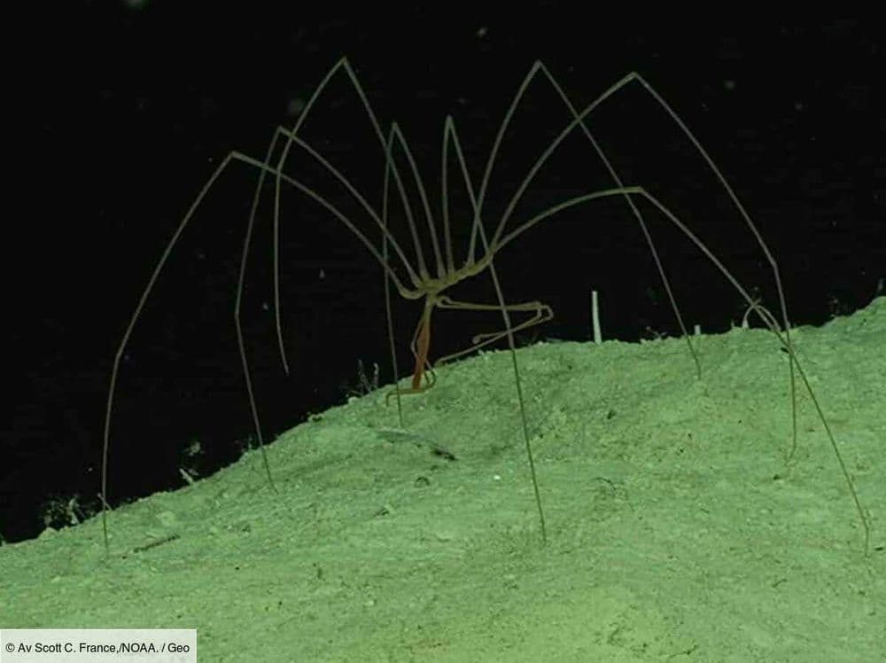 Le mystère de la reproduction des araignées géantes de l'Antarctique révélé après 140 ans
