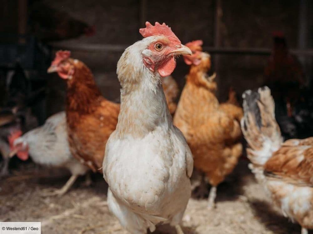 Un vaccin inédit contre la grippe aviaire pourrait permettre d'éviter une pandémie