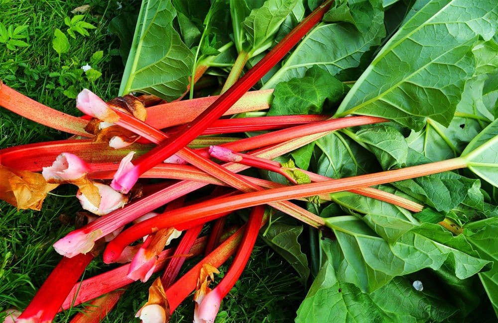 Rhubarbe : comment la cultiver et l’entretenir ?