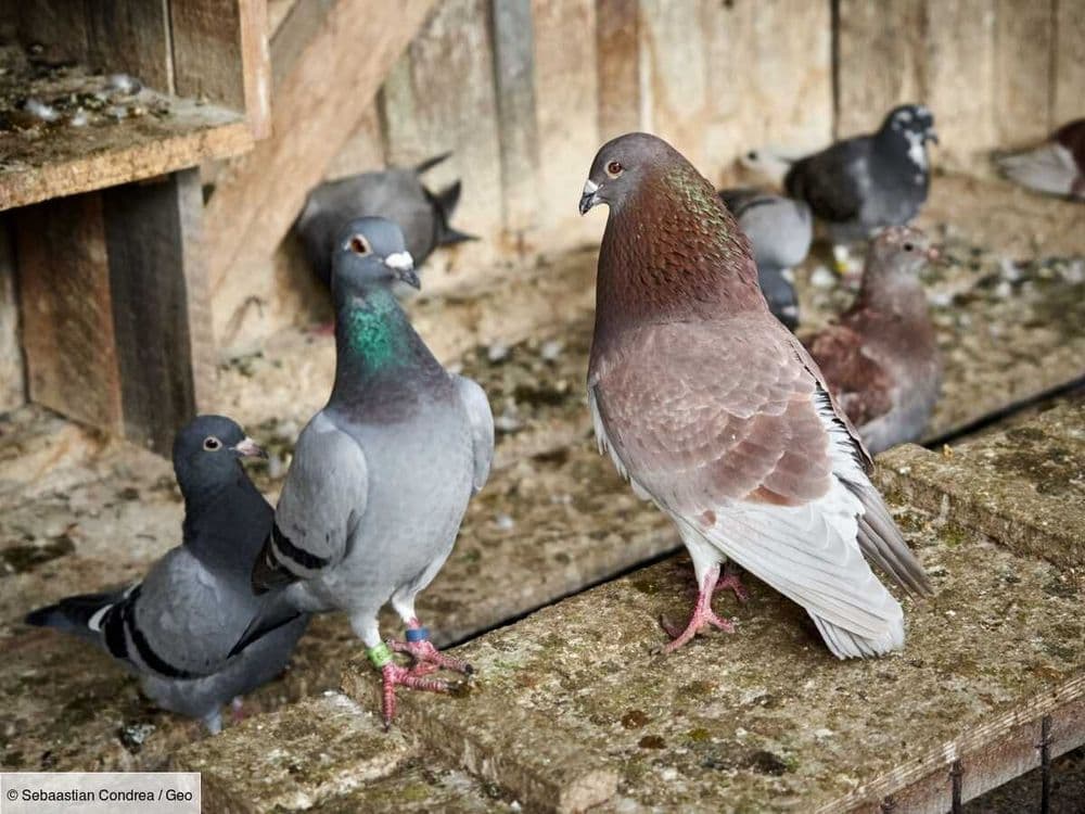 L'armée française est la dernière d'Europe à former des pigeons voyageurs
