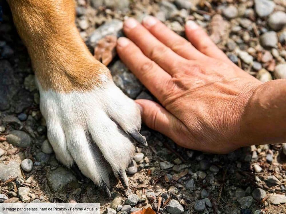 Qu'est-ce que le label "Ville amie des animaux" et qu'est-ce que ça change concrètement ?
