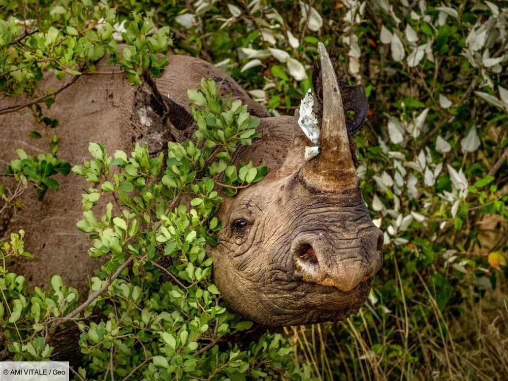 Au Kenya, une opération hors norme redonne espoir à la plus rare des espèces de rhinocéros