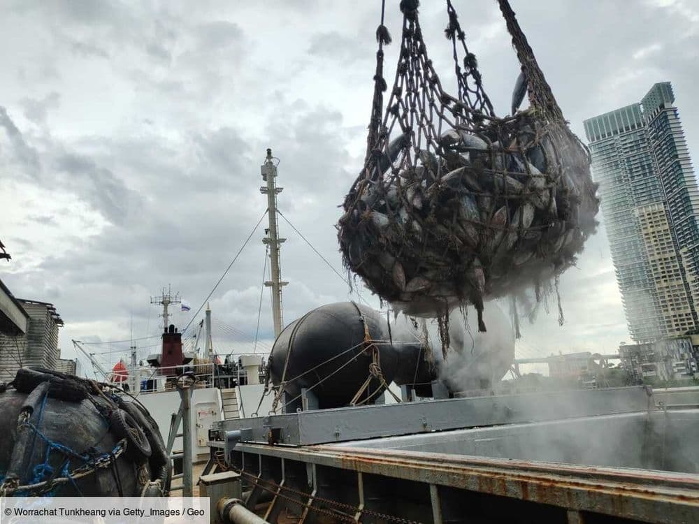 "Reefers": des bateaux "frigos" géants sillonnent les mers, et on sait désormais à qui ils appartiennent