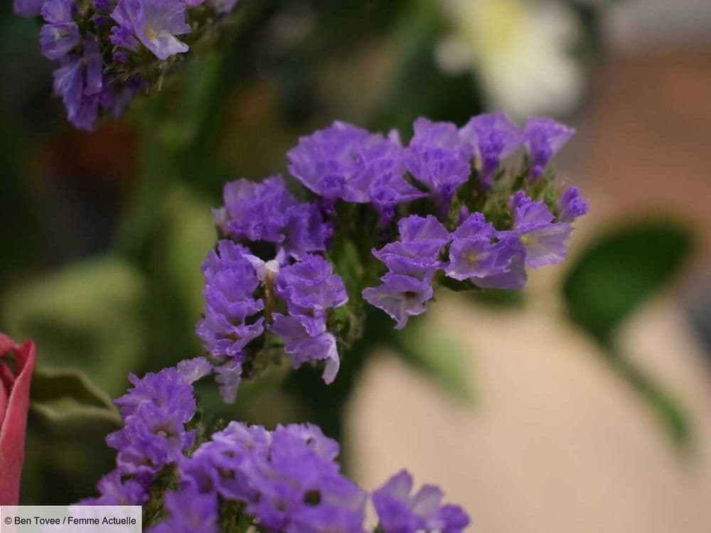 Limonium ou statice, comment faire pousser et entretenir cette plante colorée dans son jardin ?