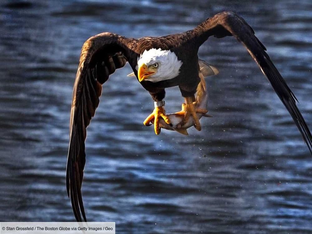 Justice pour les rapaces: des condamnations exemplaires pour protéger la biodiversité