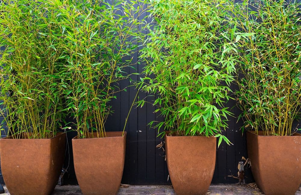 Bambou en pot : nos conseils pour les cultiver sans soucis